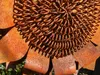 Edelrost Gartenstecker Sonnenblume Produktbild-Vorschau 4