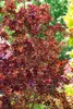 Cotinus coggygria 'Royal Purple', Perückenstrauch, Produktbild-Vorschau 14