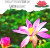 Lotus Samen winterhart (Nelumbo nucifera) - Indische Produktbild-Vorschau 2
