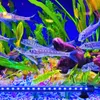 An aquarium with fish and plants, illuminated by a blue LED light bar. Anteprima dell’immagine prodotto