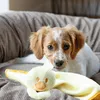 Karlie Welpenspielzeug und Kuscheldecke KÜKEN Náhled obrázku produktu 5