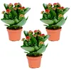 Kalanchoe | Rot pro 3 Stück - Außen- und Zimmerpflanzen in Produktbild-Vorschau 1
