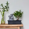 Bonsaibaume - Bonsai - Höhe 25-35cm - ⌀29cm Produktbild-Vorschau 5