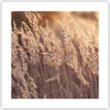 Poster - Poster ohne Rahmen - Boho Ähren Feld - 40x40 cm - Produktbild-Vorschau 1