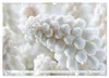 Die Leichtigkeit der Blüten (Wandkalender 2027 DIN A3 Produktbild-Vorschau 3