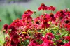 Stauden Gänge 3 x Echinacea purpurea 'Lakota Red' - Roter Produktbild-Vorschau 5