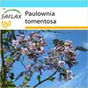 SAFLAX Darčeková sada - zvonček strom - Paulownia tomentosa Náhľad obrázku produktu 9
