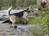 Ruffwear Grip Trex™ Hundeschuhe Produktbild-Vorschau 15