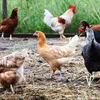 Several chickens are gathered in an outdoor enclosure with grass and straw. Produktbild-Vorschau