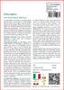 SAFLAX  - Stella alpina - 500 semi - Leontopodium Anteprima dell’immagine prodotto 5