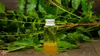 A small bottle of neem oil sits in front of a bunch of neem leaves. Náhled obrázku produktu