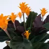 Calathée - Set de 2 - Calathea crocata 'Tassmania' - Voir les images du produit 3