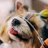 Set de ciseaux Ciseaux pour chiens avec peigne à pointe Voir les images du produit 5