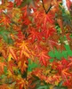 Liquidambar styraciflua 'Worplesdon', Amberbaum, 80–100 cm Produktbild-Vorschau 9