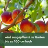 Meine Orangerie - Zwergobst Stämmchen Nektarine - Produktbild-Vorschau 7