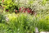 Rote Spornblume Coccineus, im Topf - Centranthus ruber Produktbild-Vorschau 6