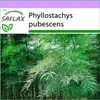 SAFLAX - Moso obří bambus - Phyllostachys pubescens - 20 Náhled obrázku produktu 8