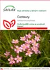SAFLAX - Centaury - Centaurium erythraea - 250 Semena Náhled obrázku produktu 1