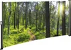 Seitenmarkise mit Fotodruck Wald Produktbild-Vorschau 2
