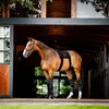 A brown horse stands in the doorway of a stable, wearing a black therapy pad and leg wraps. Náhled obrázku produktu