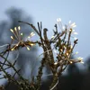 Outdoor-Lichterkette Flower 96 LEDs Timer L 210cm Produktbild-Vorschau 5