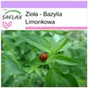 SAFLAX - Zioła - Bazylia Limonkowa - 200 Nasiona - Ocimum Podgląd zdjęcia produktu 5