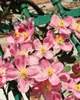 Clematis montana 'Rubens', Berg-Waldrebe, rosa Blüten, Produktbild-Vorschau 5