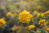 Kerria japonica 'Pleniflora', Ranunkelstrauch, gelb, 40–60 Produktbild-Vorschau 8