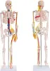 Anatomie Modell Skelett mit Nerven und Arterien Körper Produktbild-Vorschau 2