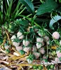 BALDUR Garten 4er Weiße Ananas-Erdbeere 'Natural White®', Produktbild-Vorschau 2