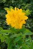 Rhododendron luteum 'Goldtopas', gelb, 40–50 cm Produktbild-Vorschau 4