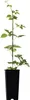 A young plant in a black pot, supported by a stake. Produktbild-Vorschau