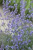 Nepeta x faassenii 'Six Hills Giant', Katzenminze, blau, Produktbild-Vorschau 1