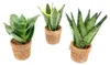 Gardners Sansevieria Hahnii mix, priemer 6 cm Náhľad obrázku produktu 2