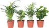 Plantes d'intérieur tendance - Set de 4 - Hauteur 25-40cm - Voir les images du produit 1