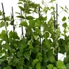 Powojnik Praecox okrywowy 2L Podgląd zdjęcia produktu 7