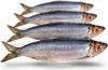 Köderfische Hering Groß - Vakuumverpackt | 21-26CM | 2-4ST Produktbild-Vorschau 1