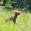 Peluche Faon/biche 30 Cm Ecologique Voir les images du produit 6