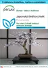 SAFLAX Dárková sada - Japonský třešňový květ - Prunus Náhled obrázku produktu 1