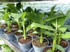 Bananenstaude Musa Basjoo 60 - 80 cm winterhart Staude Produktbild-Vorschau 7