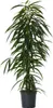 Ficus pleureur - Ficus binnendijkii - Hauteur 100-110cm - Voir les images du produit 1