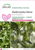 SAFLAX - Sladká bylinka Stévia - Stevia rebaudiana - 100 Náhľad obrázku produktu 1