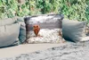 MuchoWow® Outdoor Kissen - Schottisches Hochlandrind - Produktbild-Vorschau 2