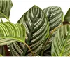 Calathea Ornata Sanderiana - Košík marante - Pokojová Náhled obrázku produktu 3