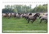 Dülmener Pferde, wild und schön (Tischkalender 2026 DIN A5 Produktbild-Vorschau 5