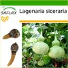 SAFLAX - Africká obrovská tekvica - Lagenaria siceraria - Náhľad obrázku produktu 5