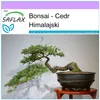 SAFLAX - Bonsai - Cedr Himalajski - 35 Nasiona - Cedrus Podgląd zdjęcia produktu 5