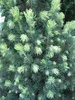 Picea glauca Rainbows End - Zuckerhutfichte - Weiß-Fichte - Produktbild-Vorschau 2