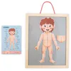 Magnetyczne puzzle - Nauka anatomii - Ciało człowieka Podgląd zdjęcia produktu 9