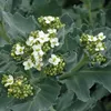 6 kusů rostlin "Küsten" (mořská kapusta) - *Crambe Náhled obrázku produktu 1